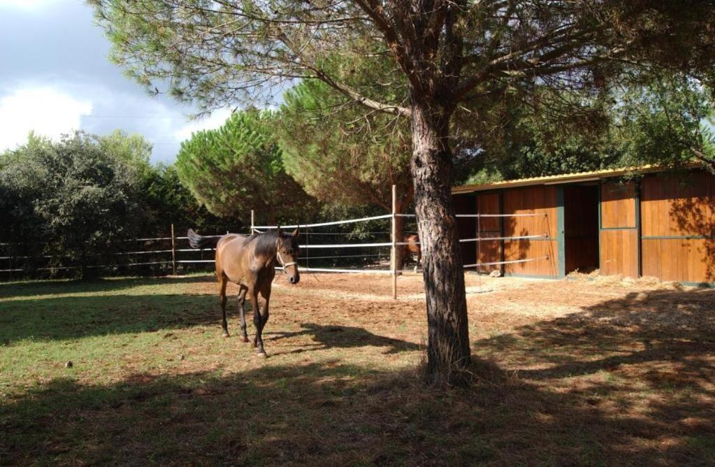 Tenuta Don Monaco - Agriturismo 산타체사리텀 외부 사진